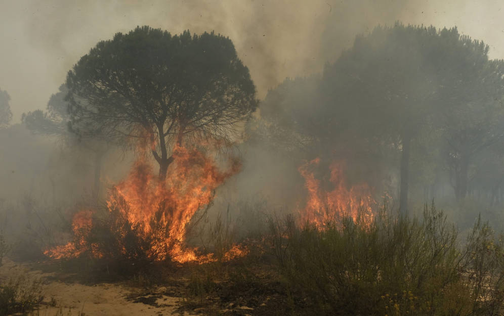 doñana Moncloa