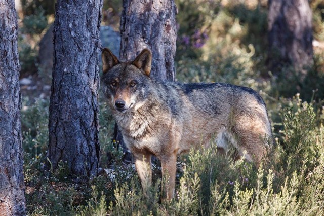 censos lobo