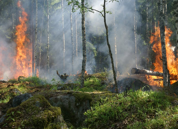 Detenido el presunto autor de 14 incendios forestales en Sierra de Gata en verano