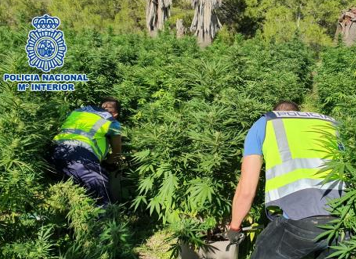 Detenidas 7 personas e intervenidas 700 plantas de amrihuana en operaciones contra el tráfico de drogas en Alicante