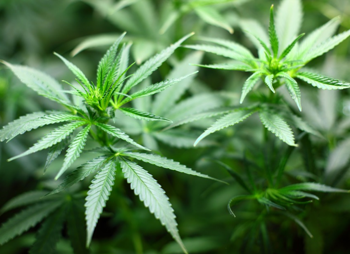 Encontrado un caserio en Anoeta que era utilizado como plantación de cannabis