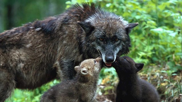lobo