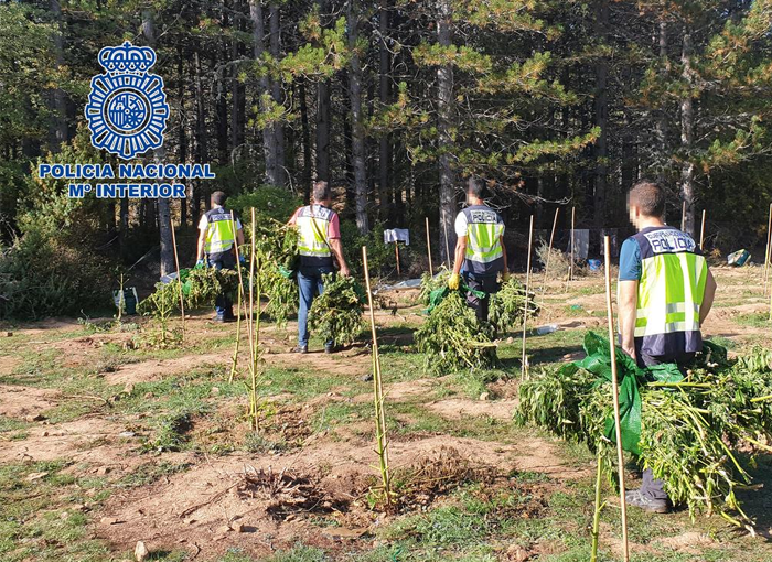 La Policía Nacional desmantela un grupo con marihuana en Cuenca