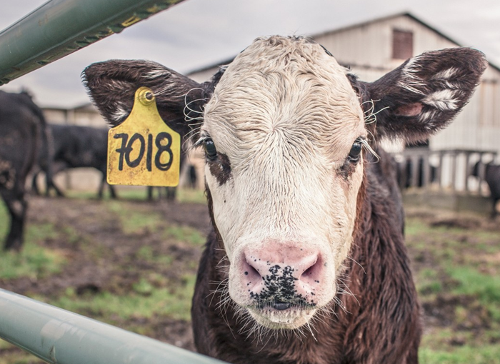 Detenidas 20 personas por estafa en la gestión de subproductos de origen animal