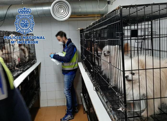 La Policía Nacional desmantela dos criaderos ilegales de chihuahuas en Madrid