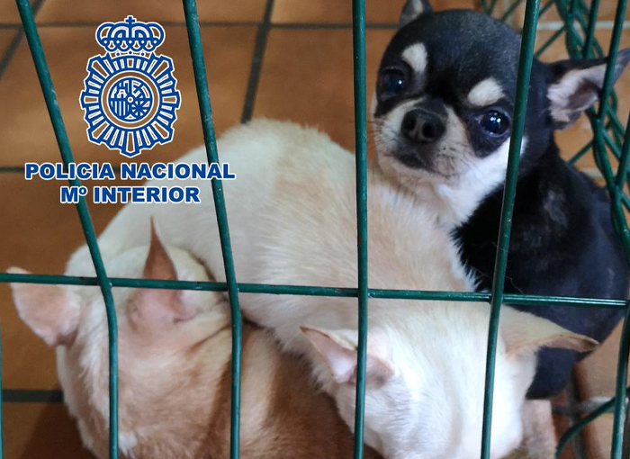 Desmantelados dos criaderos ilegales de chihuahuas en Madrid