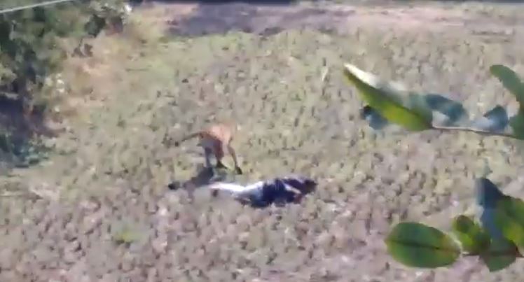 tigre muerte hombre