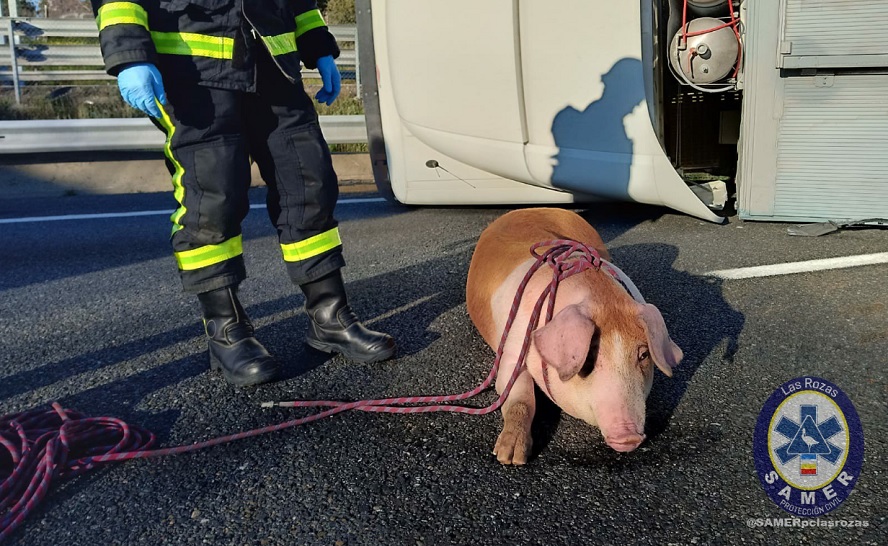 Cerdos en mitad de la A6: vuelca un camión en hora punta 1 Moncloa accidente cerdos a6 Moncloa