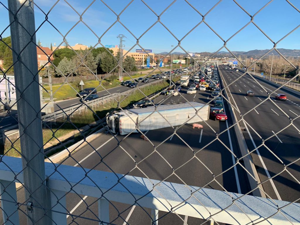 accidente-cerdos-A6-madrid