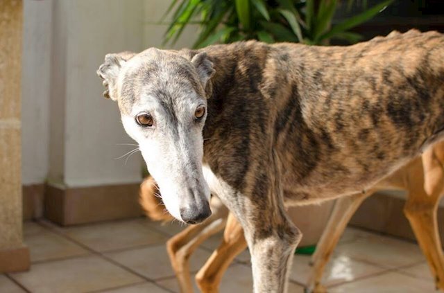 galgo