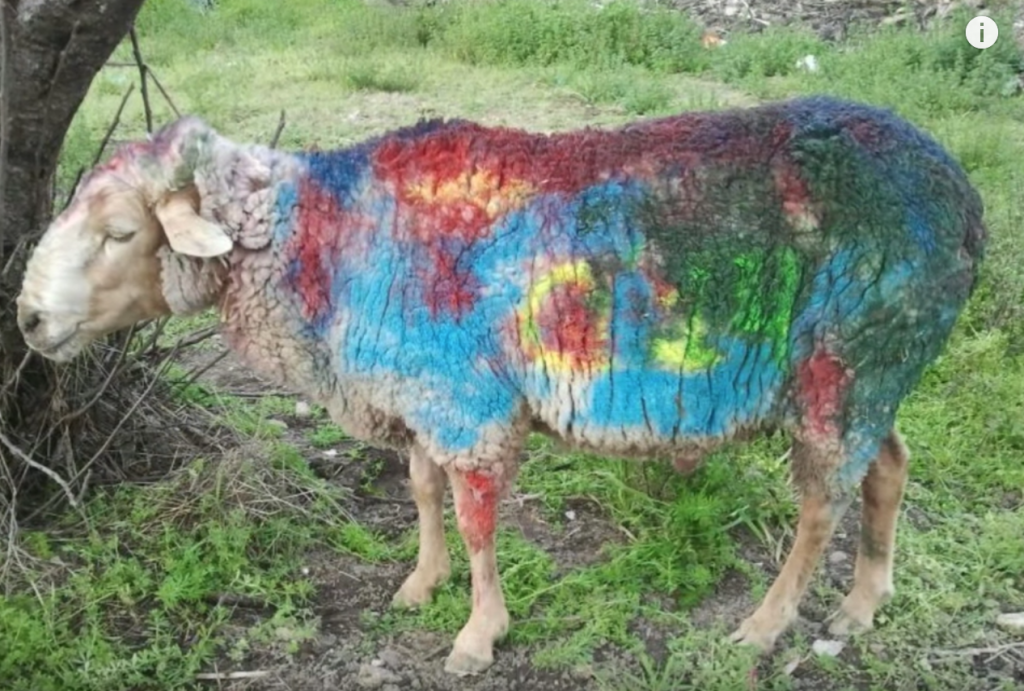 La España profunda en Navalcán: Celebrar los 18 maltratando y humillando a un carnero 1 Moncloa quintos