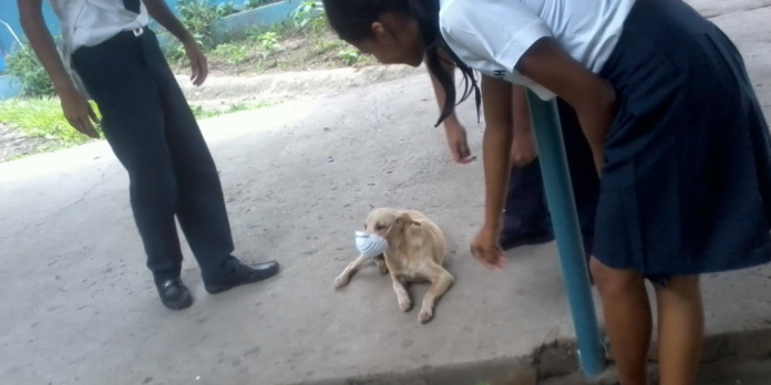 coronavirus perros