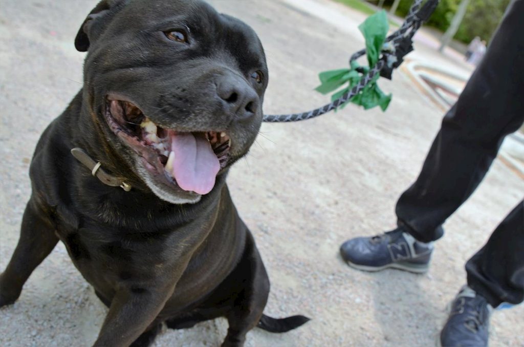 perro