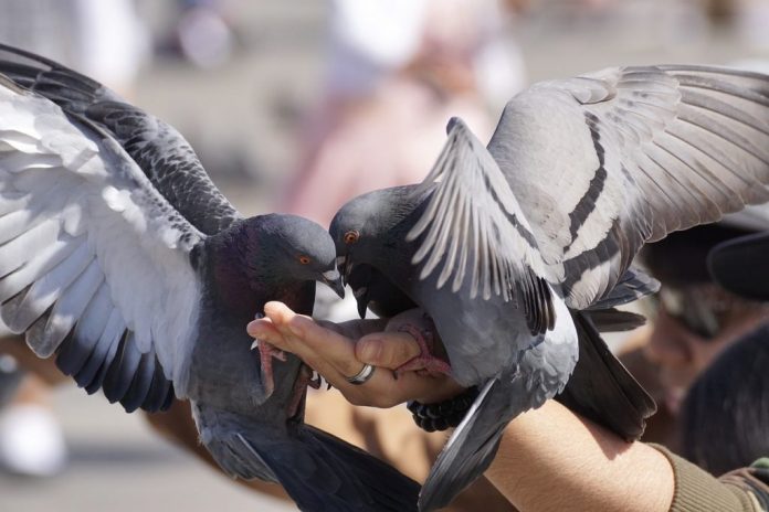 palomas hambre cuarentena