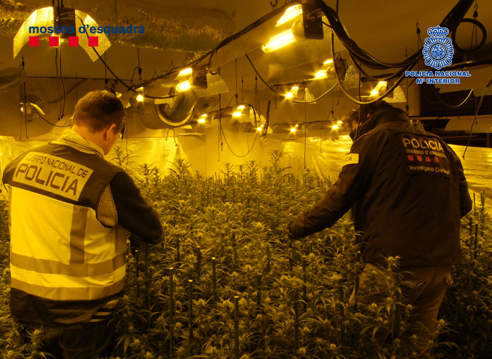 Tarragona: 14 detenidos en Reus por tráfico internacional de marihuana 1 Moncloa Cae un grupo criminal dedicado a traficar con marihuana y hachís en Reus