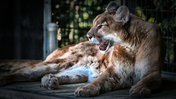 En pleno Covid-19, aparece la peste negra: así mueren estos pumas