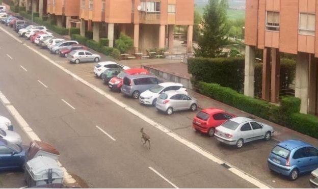 Animales-corzo-valladolid