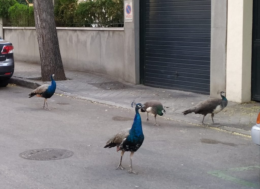 animales urbes desiertas Moncloa