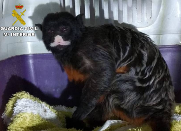 La Guardia Civil investiga varios casos de maltrato animal en Alicante