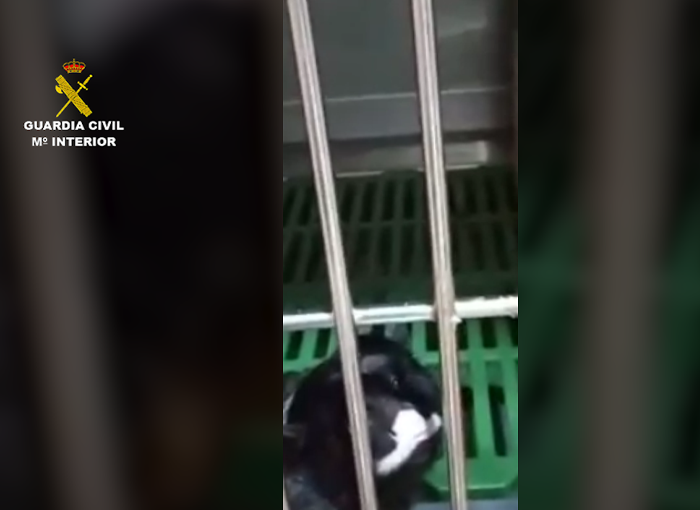 La Guardia Civil investiga varios casos de maltrato animal en Alicante 1 Moncloa La Guardia Civil investiga en Alicante varios casos de maltrato animal