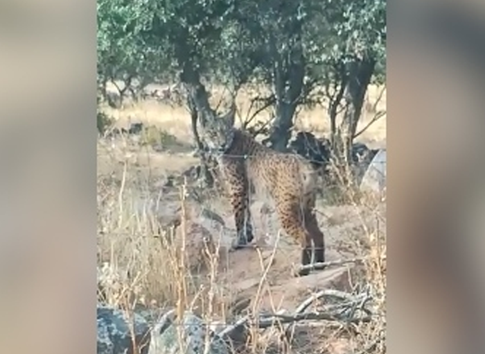 Esclarecida por la Guardia Civil la muerte de un ejemplar de Lince Ibérico por una acción de caza