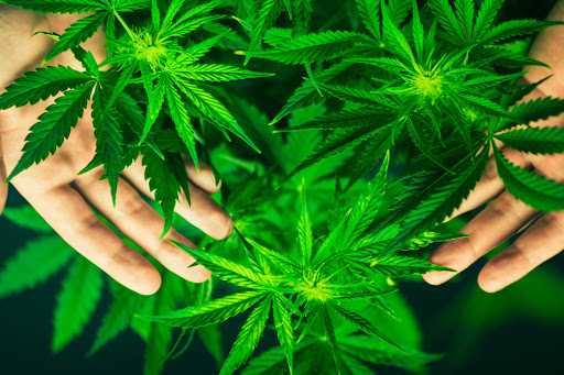 marihuana
