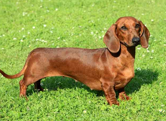 El perro influencer de María Zurita.