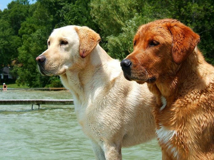 perros