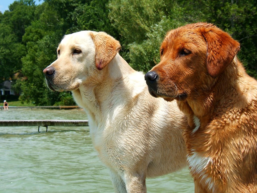 perros