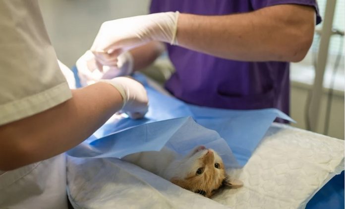 dexametasona-medicos-veterinarios