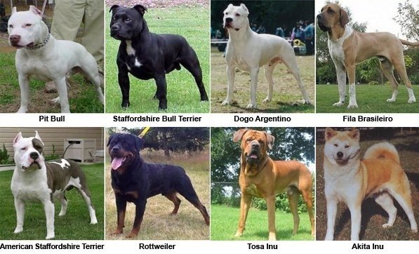 perros