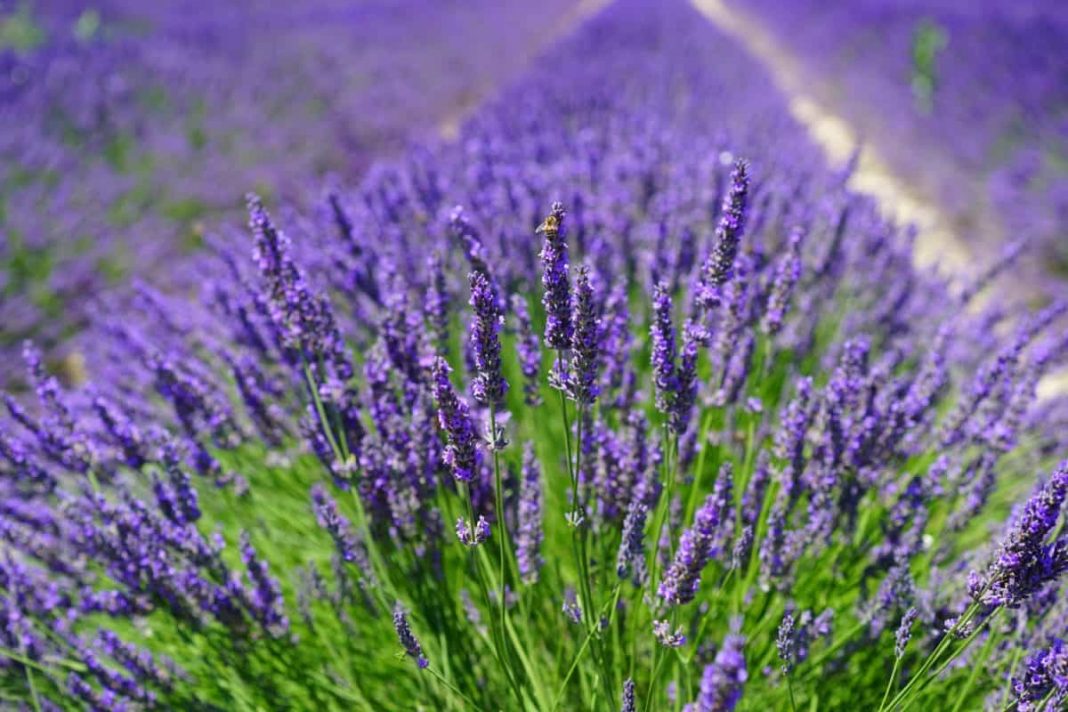 lavanda