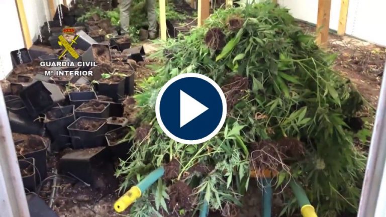 Cultivaban y vendían marihuana en La Rioja y País Vasco Cultivaban y vendían marihuana en La Rioja y País Vasco