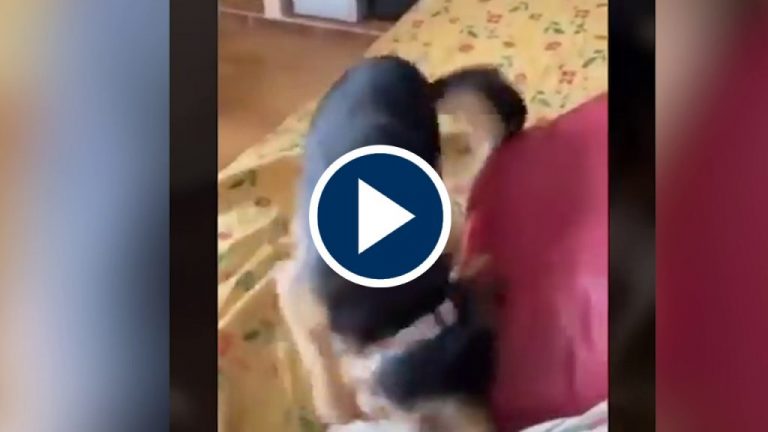 Una joven da tabasco a su perro para reírse de su reacción Una joven da tabasco a su perro para reírse de su reacción