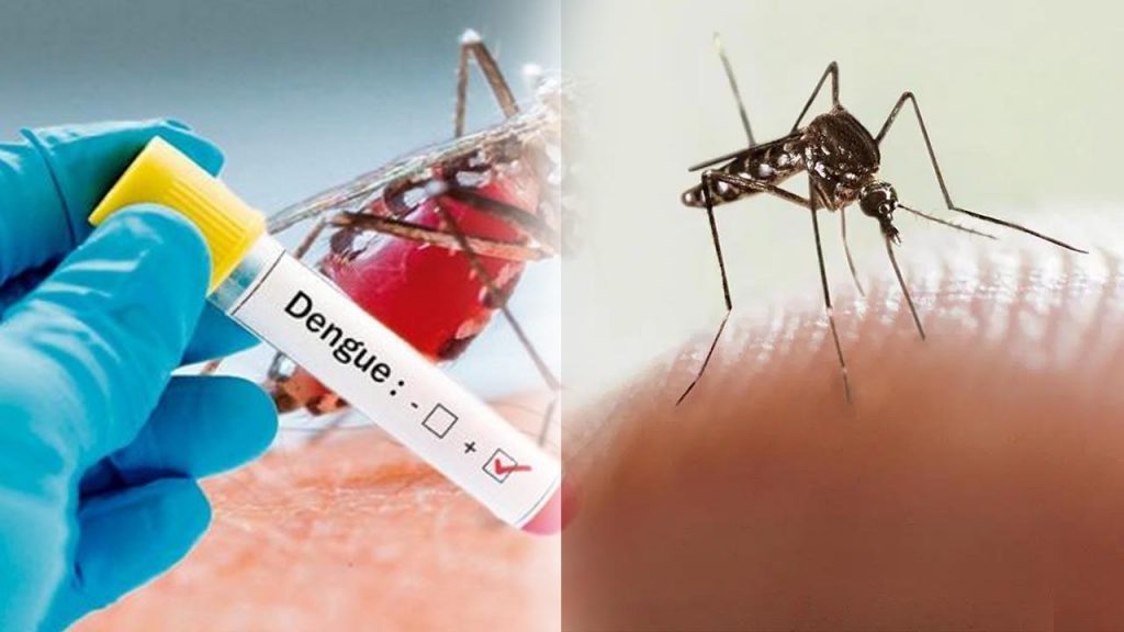 Las enfermedades transmitidas por un mosquito 