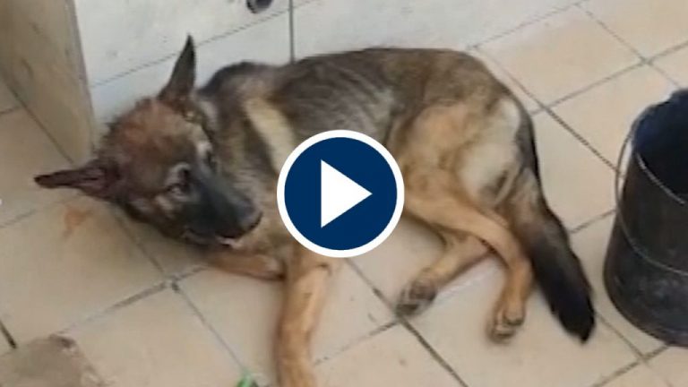 Detenido un joven que intentó alimentar a sus perros con otro can vivo Detenido un joven que intentó alimentar a sus perros con otro can vivo