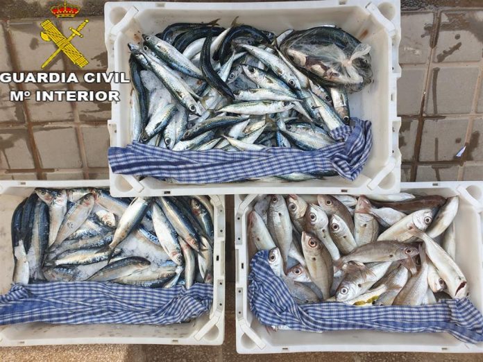 sardinas