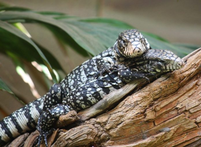 tegu