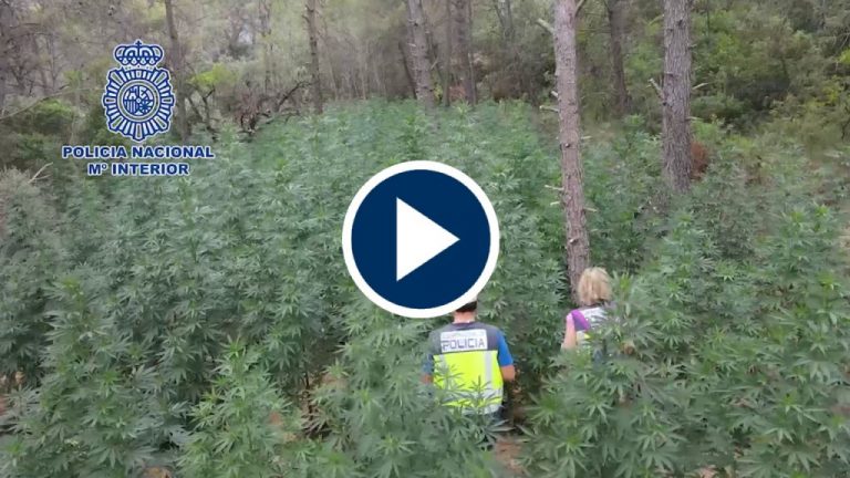 Policía Nacional desmantela un bosque de marihuana Policía Nacional desmantela un bosque de marihuana