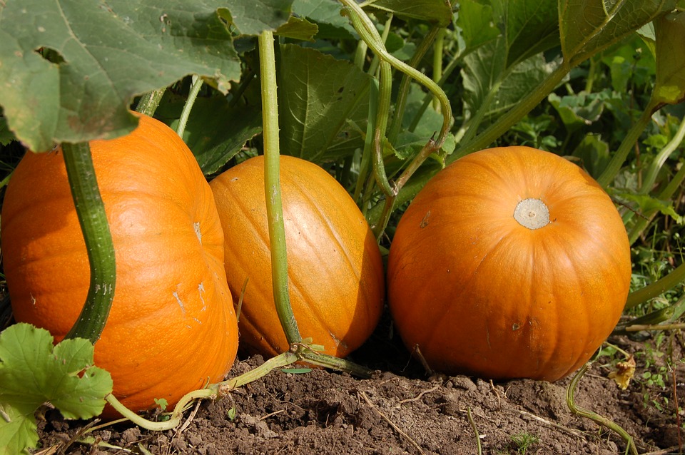 calabaza