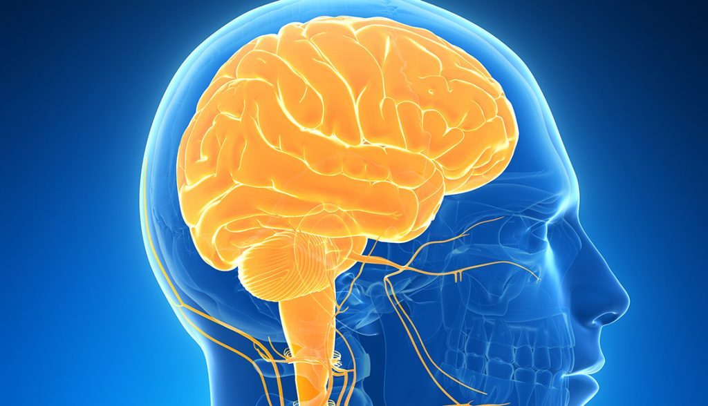 Los motivos por los que duele tanto una patada en los testículos 2 Moncloa cerebro reaccion