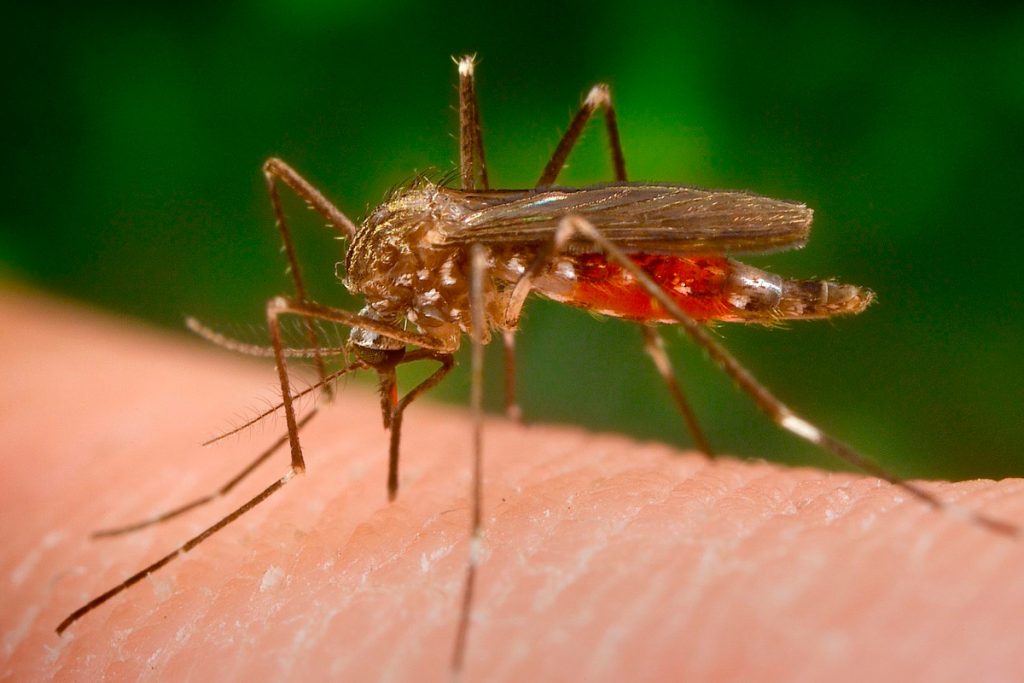mosquito Sevilla