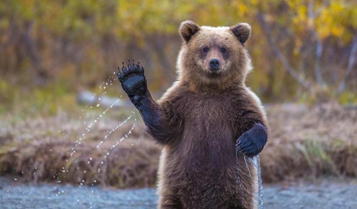 oso herido