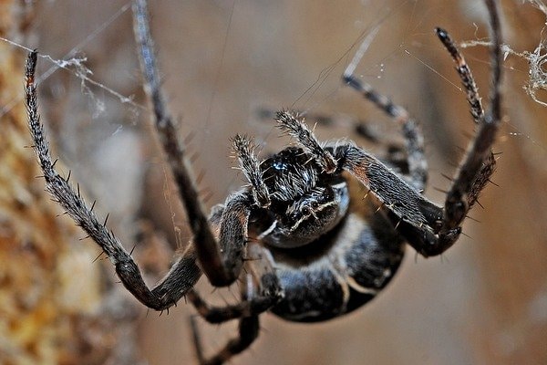 araña gigante méxico