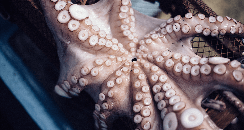 pulpo