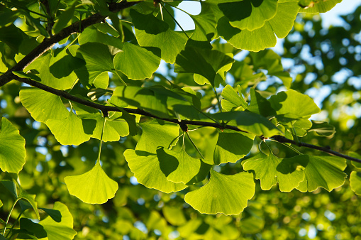 gingko afrodisiacos