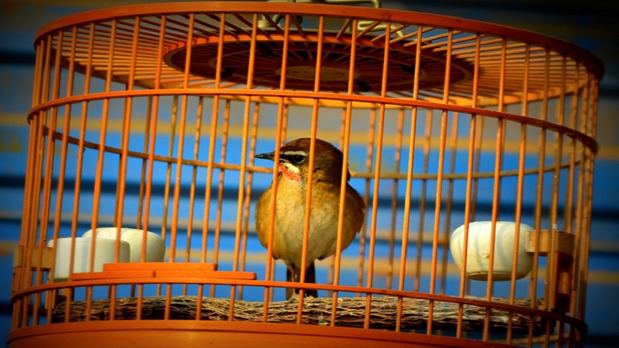 jaula de pájaros