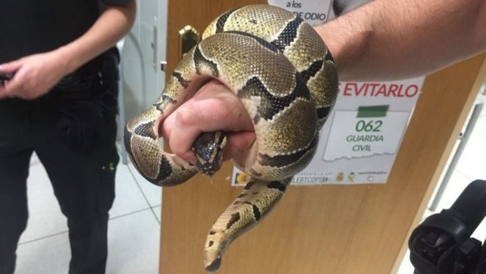 pitón