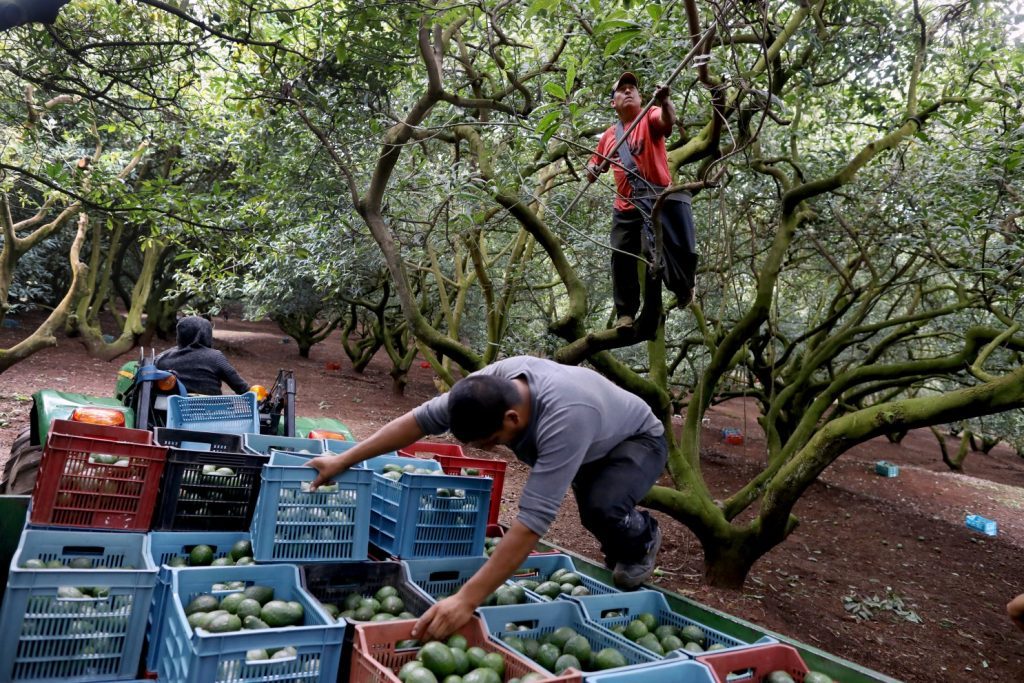 producción-aguacate