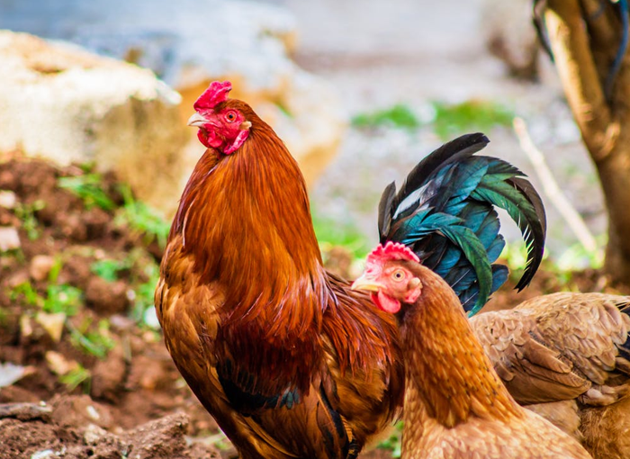 LAS CARACTERÍSTICAS DEL POLLO DE CORRAL